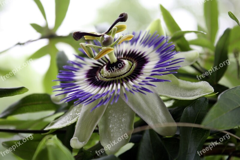 Passiflora Passion Flower Passion Vines Violet Nature