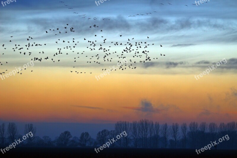 Wild Geese Evening Sky Nature Field Geese