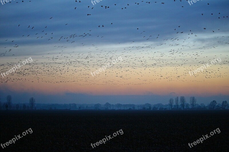 Wild Geese Evening Sky Nature Field Geese