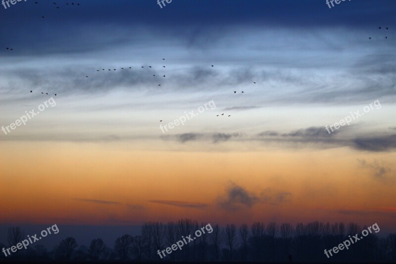 Wild Geese Evening Sky Nature Field Geese