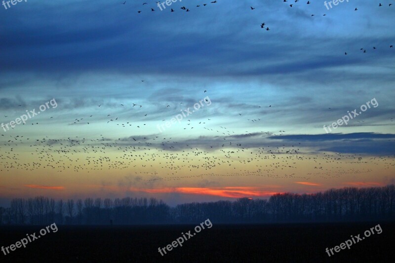 Wild Geese Evening Sky Nature Field Geese