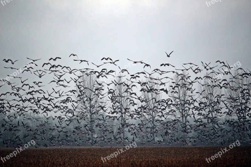 Wild Geese Birds Goose Flock Of Birds Swarm