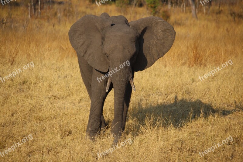 Young Elephant Zimbabwe Africa Safari Free Photos