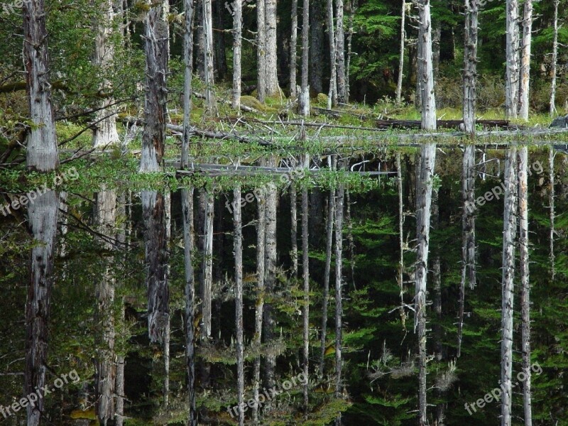 Pond Blackwater Trees Forest Landscape