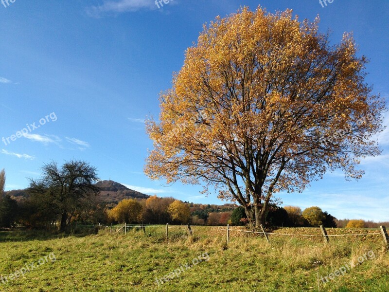 Königswinter Germany Autumn Log Lone Tree Yellow Leaves