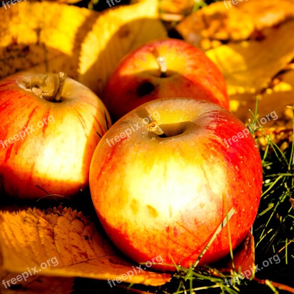 Windfall Autumn Apple Free Photos