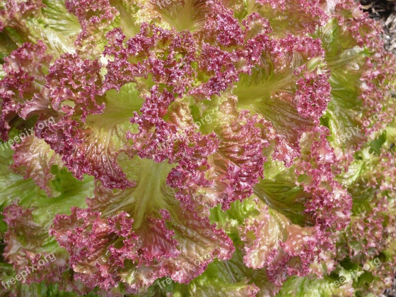 Vegetable Lettuce Fresh Vegetables Vegetable Garden Healthy