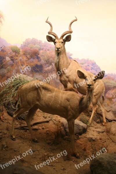 Chamois Zoo Nature Animal Close Up