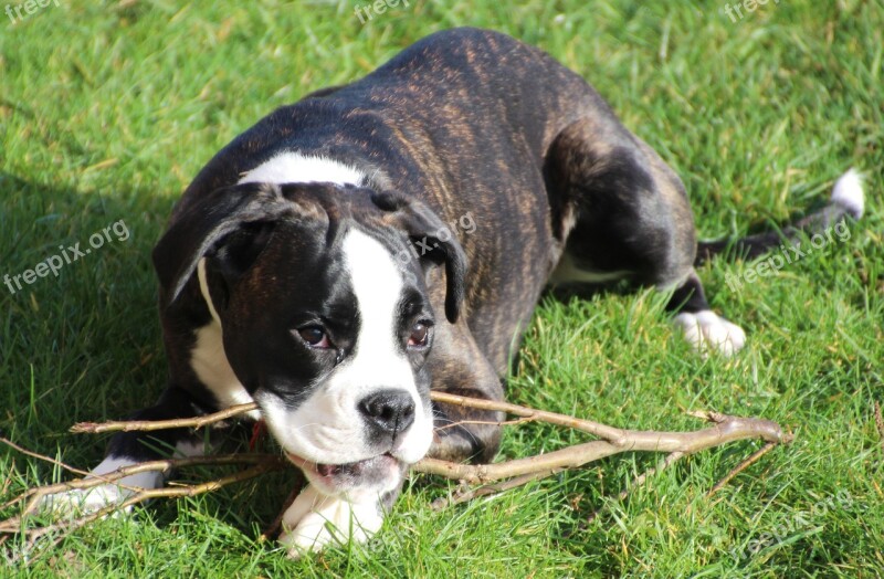 Dog Boxer Puppy Black And White Play