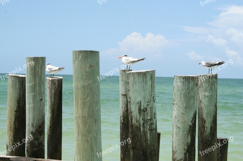 Gull Bird Flying Water Bird Animal