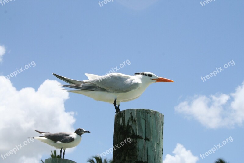 Gull Bird Flying Water Bird Animal