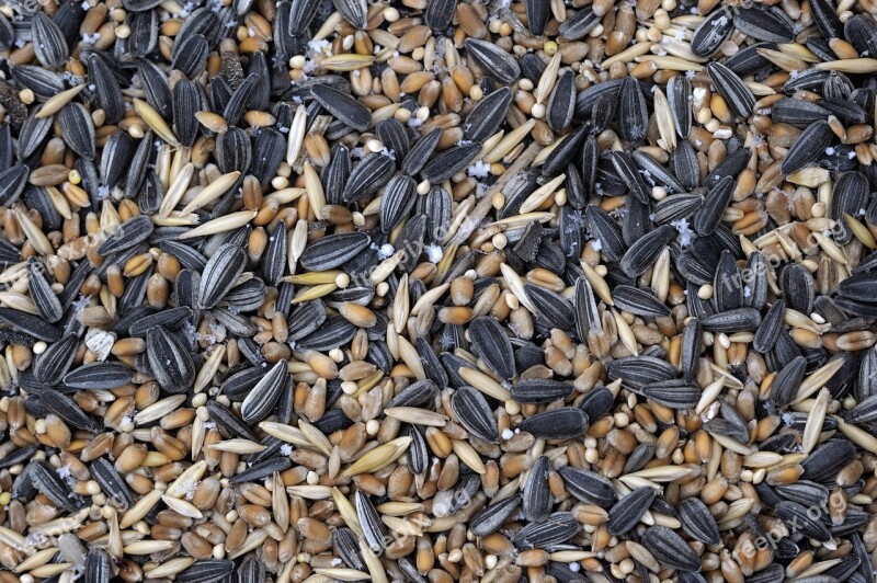 Seeds Cores Food Bird Food Free Photos