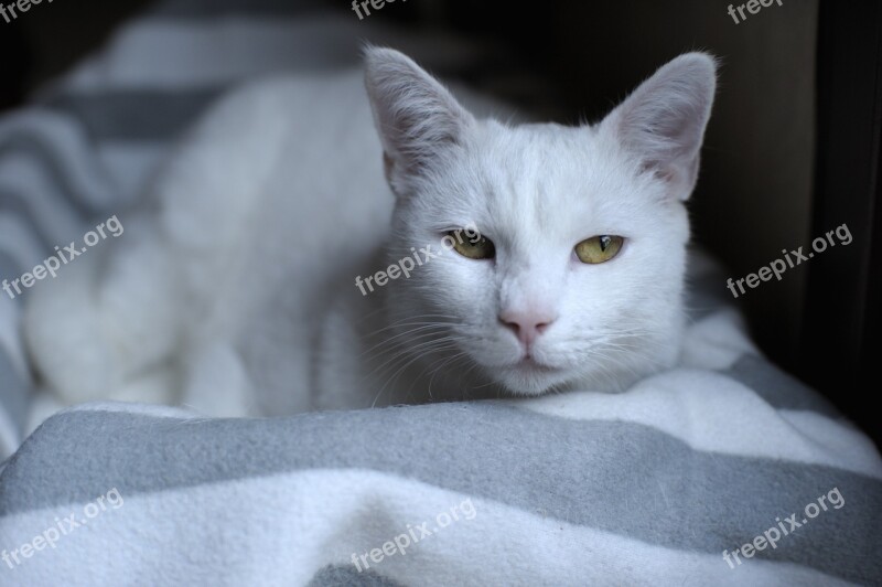 Portrait White Cat Cat Yellow Eyes Predators