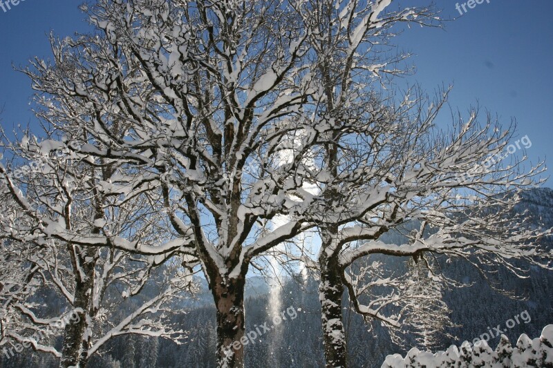 Winter Nature Snow Outdoors Winter Landscape