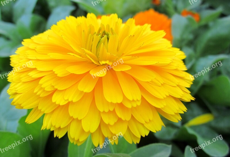 Yellow Flower Beautiful Yellow Flowers Natural