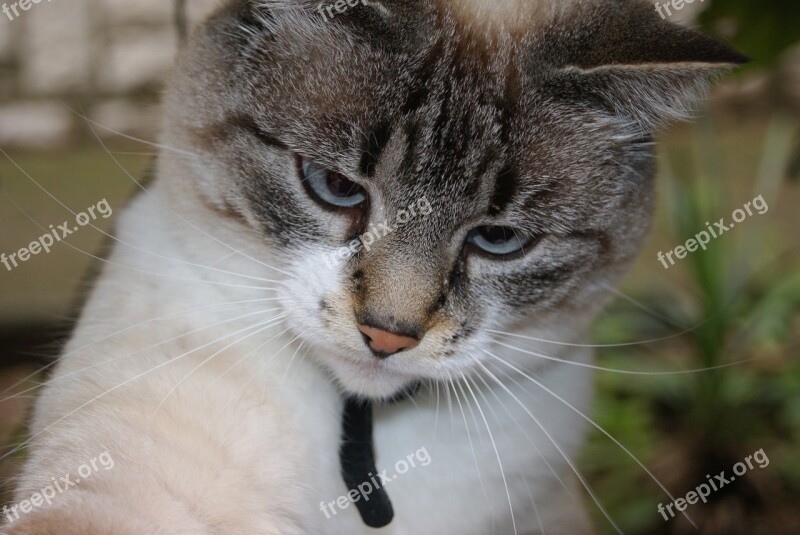 Animal Cat Blue Eyes Free Photos