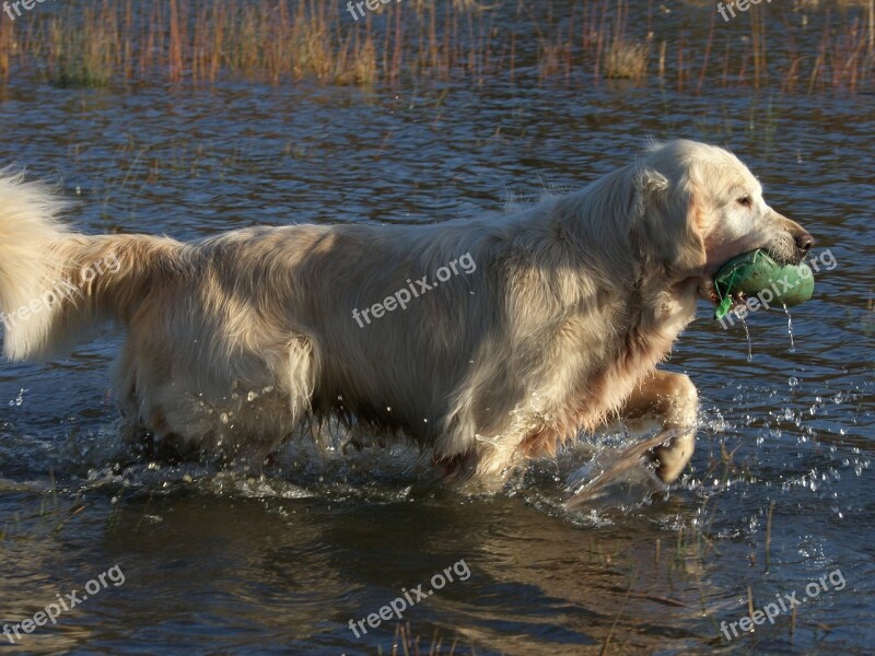 Golden Retriever Dog Pet Animal Animals