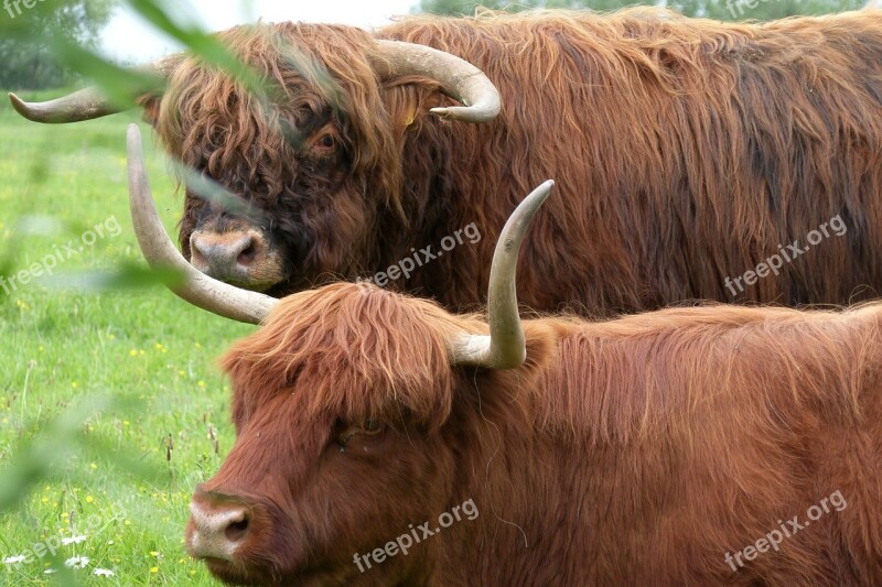 Animals Oxen Nature Bovine Species Pasture