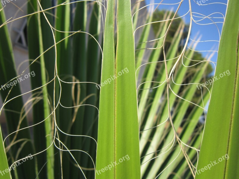 Palm Leaf Green Structure Palm Leaf