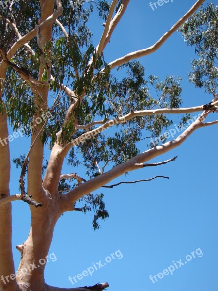 Eucalyptus Gum Tree Australia Tree Nature