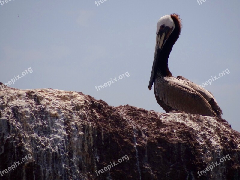 Pelican Sea Bird Beach Holiday Free Photos