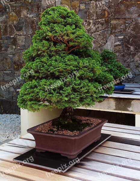 Bonsai Tree Plant Garden Japanese