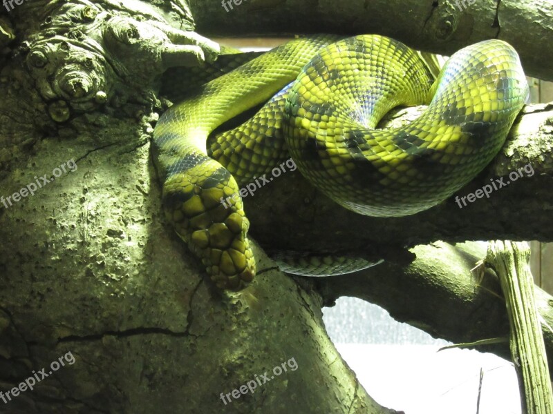 Snake Green Yellow Exotic Animal