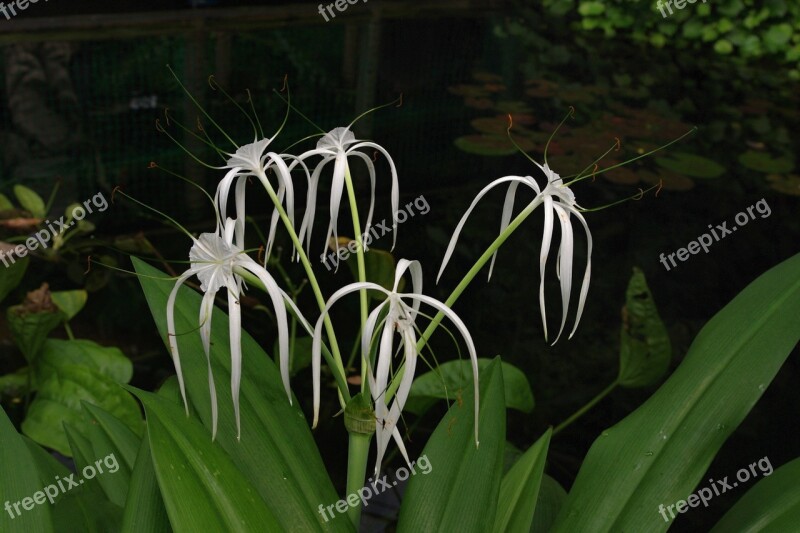 Flower Garden White Flowers White Flower