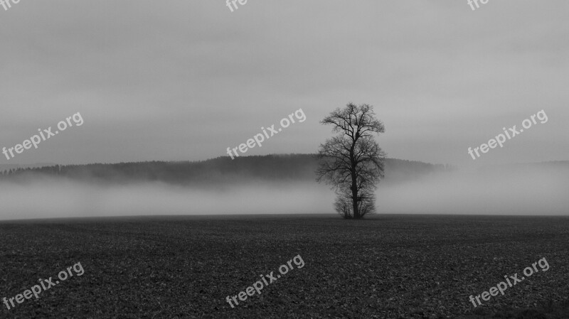 Fog Colourless Tree Landscape Nature