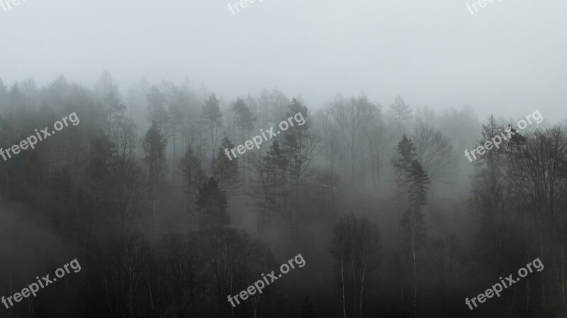 Forest Fog Weather Tree Cold