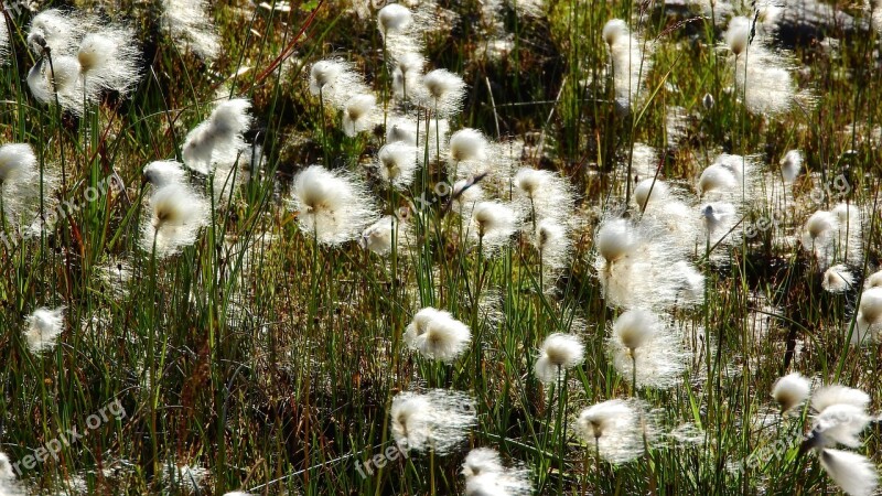 Eriophorum Cyperaceae Swamp Norway Sweden