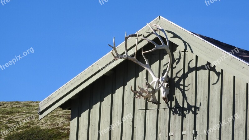 Bouda Antlers Reindeer Antlers Reindeer Skull