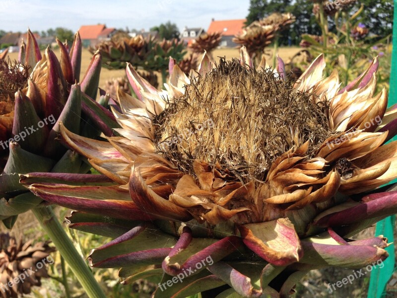 Artichoke Artichokes Autumn Plants Garden