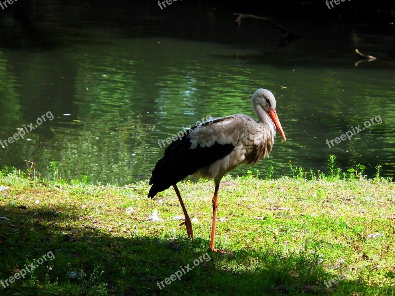 Stork Nature White Stork Bird Water