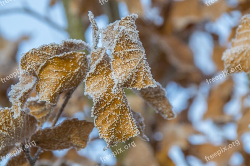 Frosted Leaves Snow-capped Oak Frosted Tree Winter Silence Winter