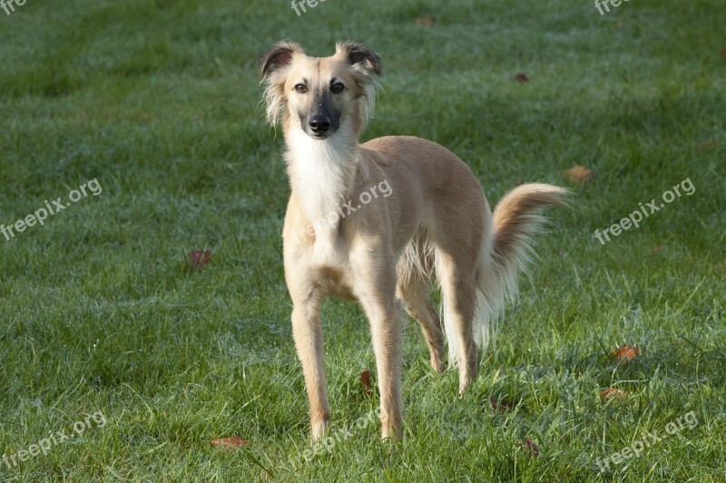 Silken Wind Sprite Longhaired Whippet Dog Greyhound Free Photos