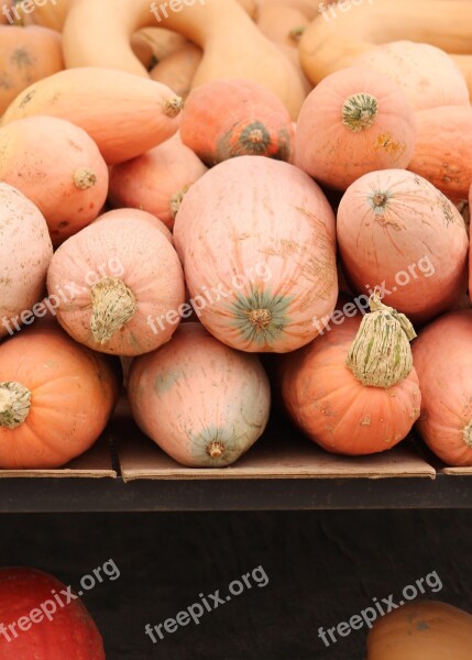 Gourds Fall Harvest Free Photos