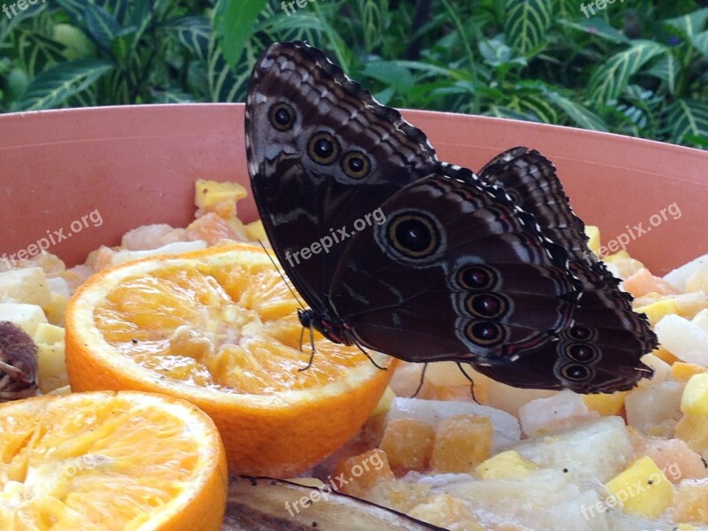 Butterfly Orange Brown Butterfly Wings Bug