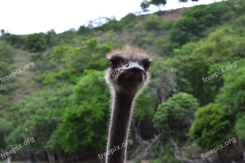 Ostrich Neck Eyes Fauna Ostrich Looking