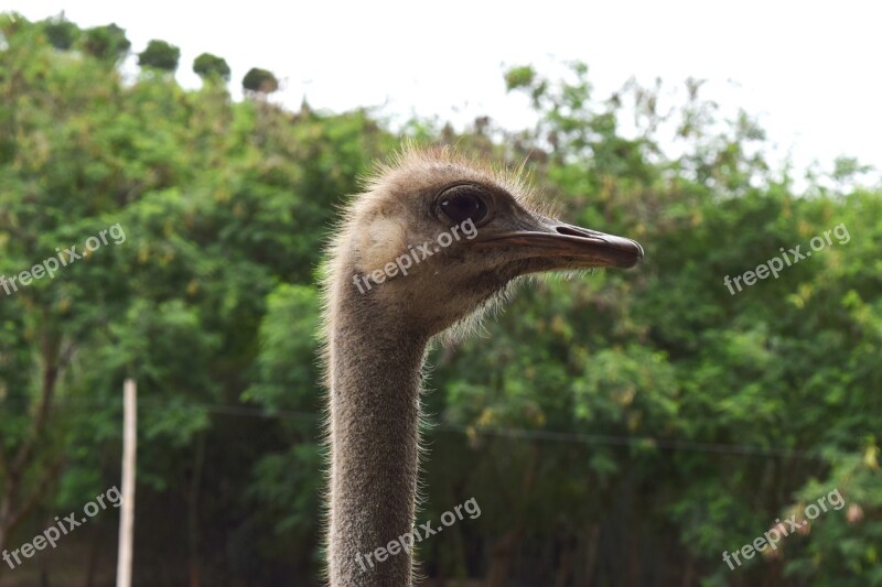 Ostrich Neck Eye Peak Pen