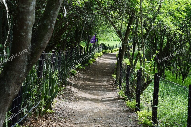 Path Trail Nature Forest Walking