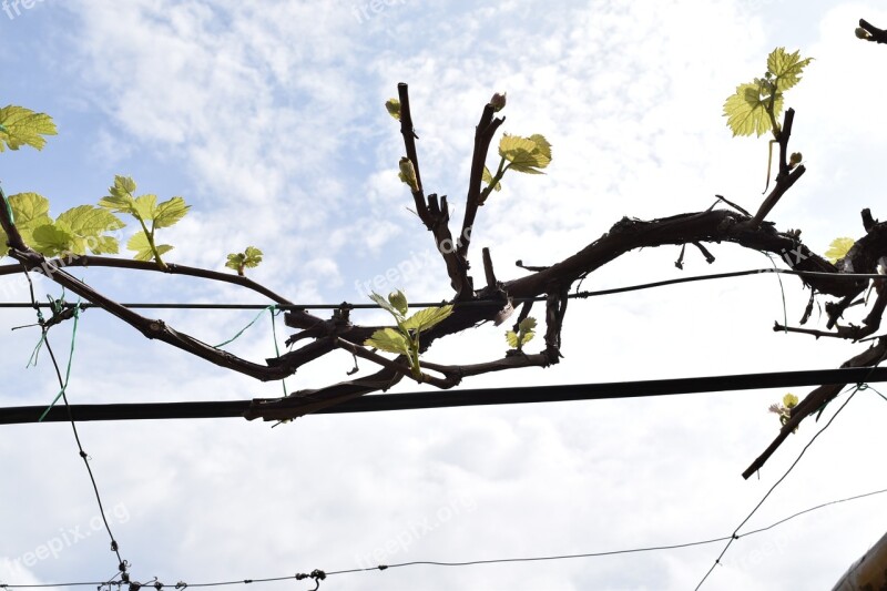 Wine Vineyard Vine Cultivation Harvest