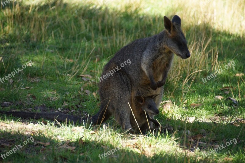 Kangaroos Mother Baby Joeh Marsupial