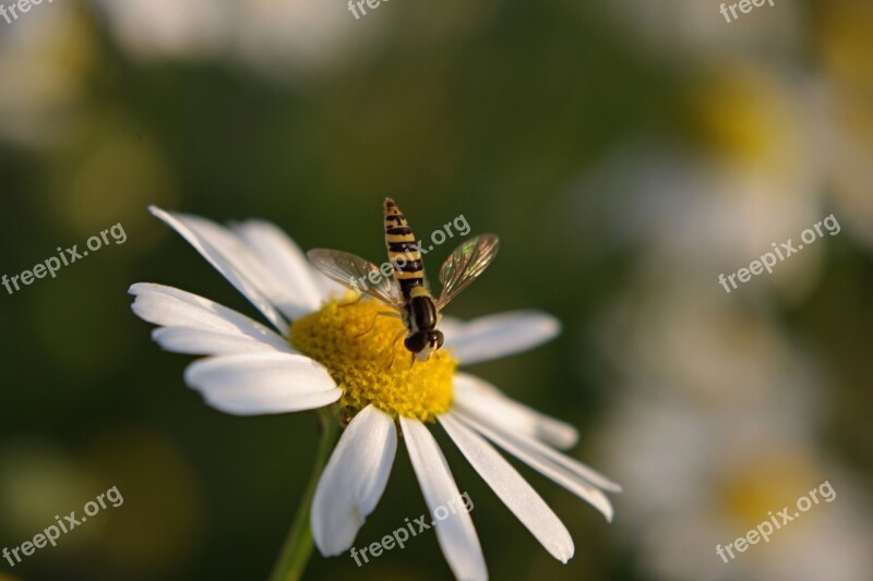 Flower Plant Flowers Yellow Nature