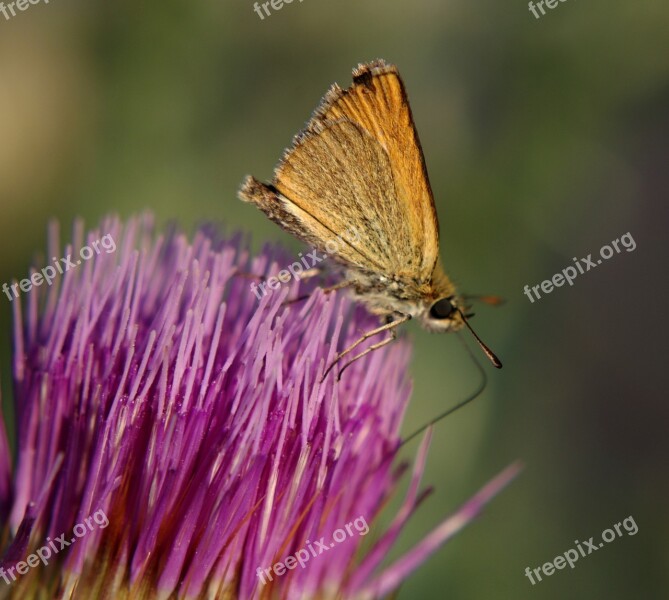 Butterfly Thistle Flower Plants Field Thistle