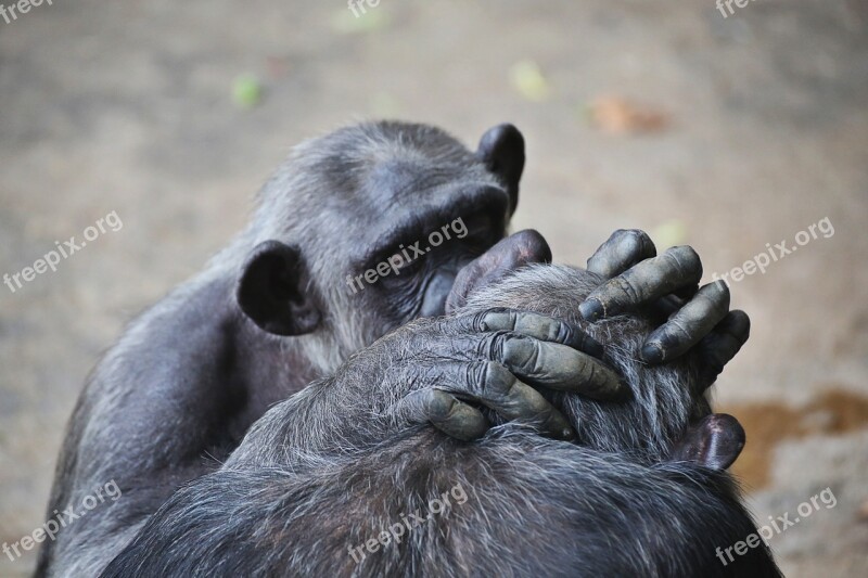 Animals Chimpanzee Nature Zoo Fauna