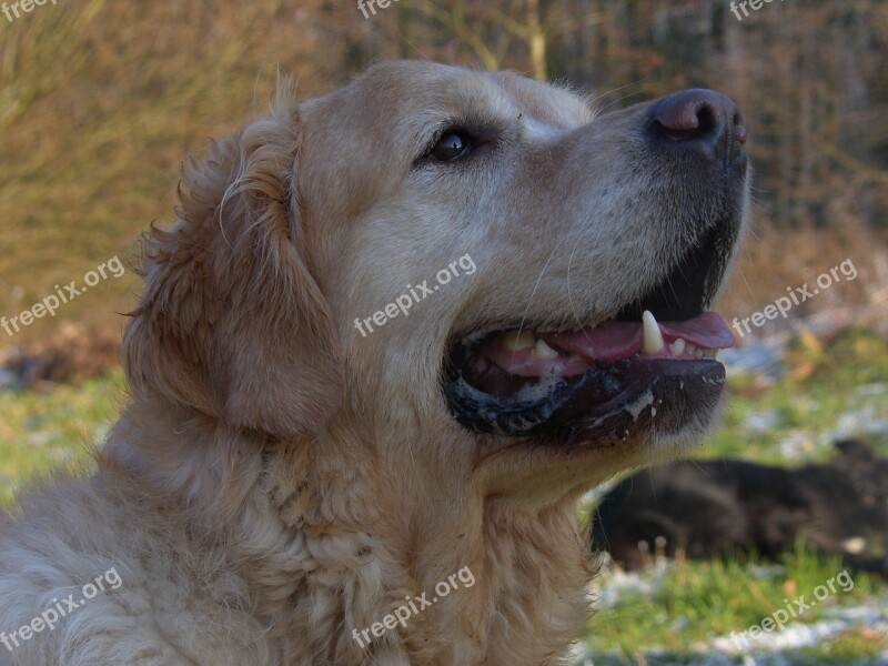 Gundog Training Golden Retriever Dog Training Free Photos