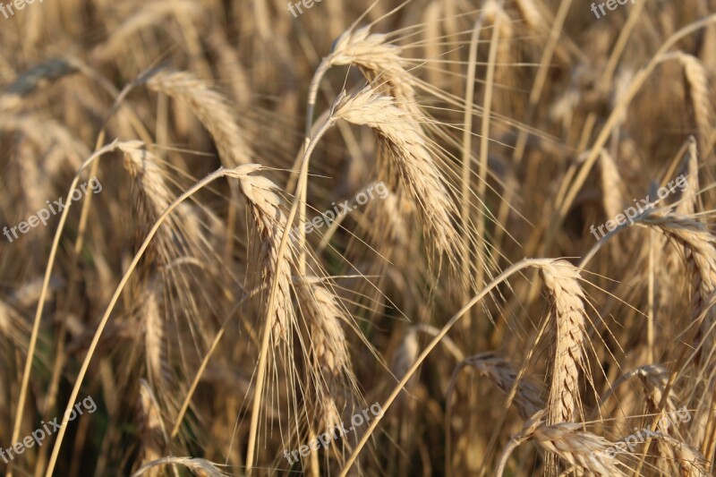 Wheat Ears Agriculture Food Maturation