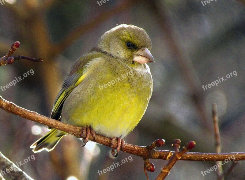 Bird Passerine Periwinkle Nepreletna Free Photos