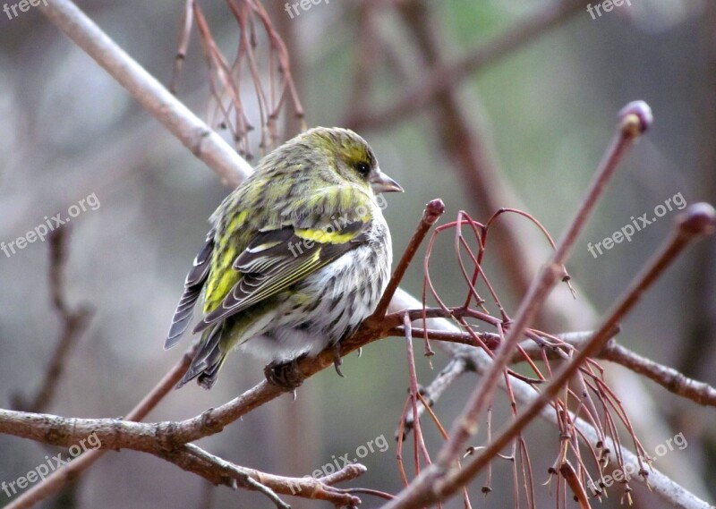 Bird Passerine Eurasian Siskin Colorful Female